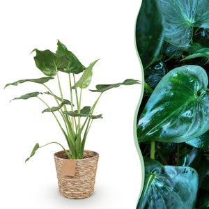 Livraison plante Alocasia Cucullata et panier H65 cm