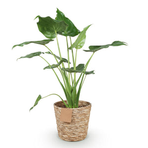 Livraison plante Alocasia Cucullata et panier H65 cm