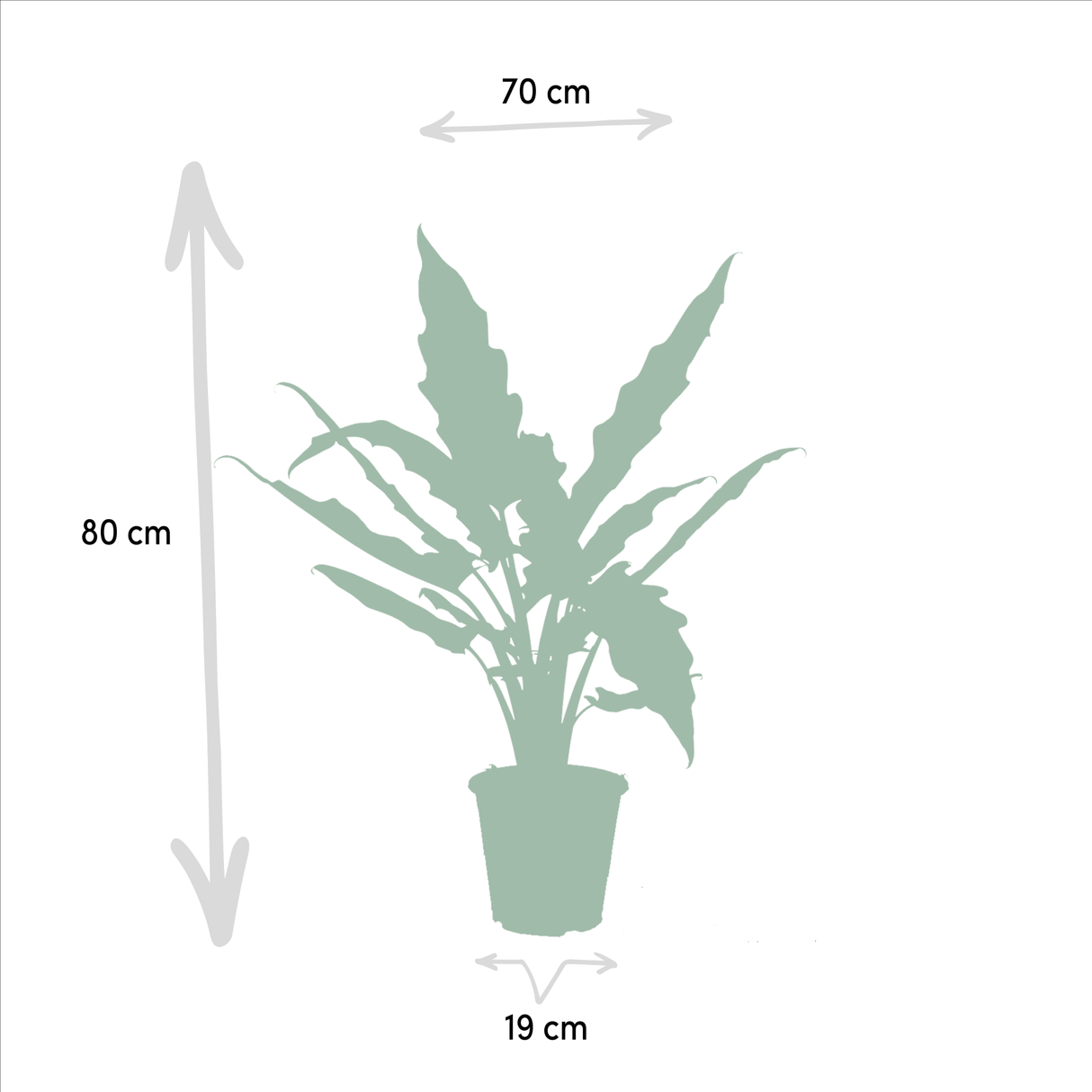 Livraison plante Alocasia Lauterbachiana