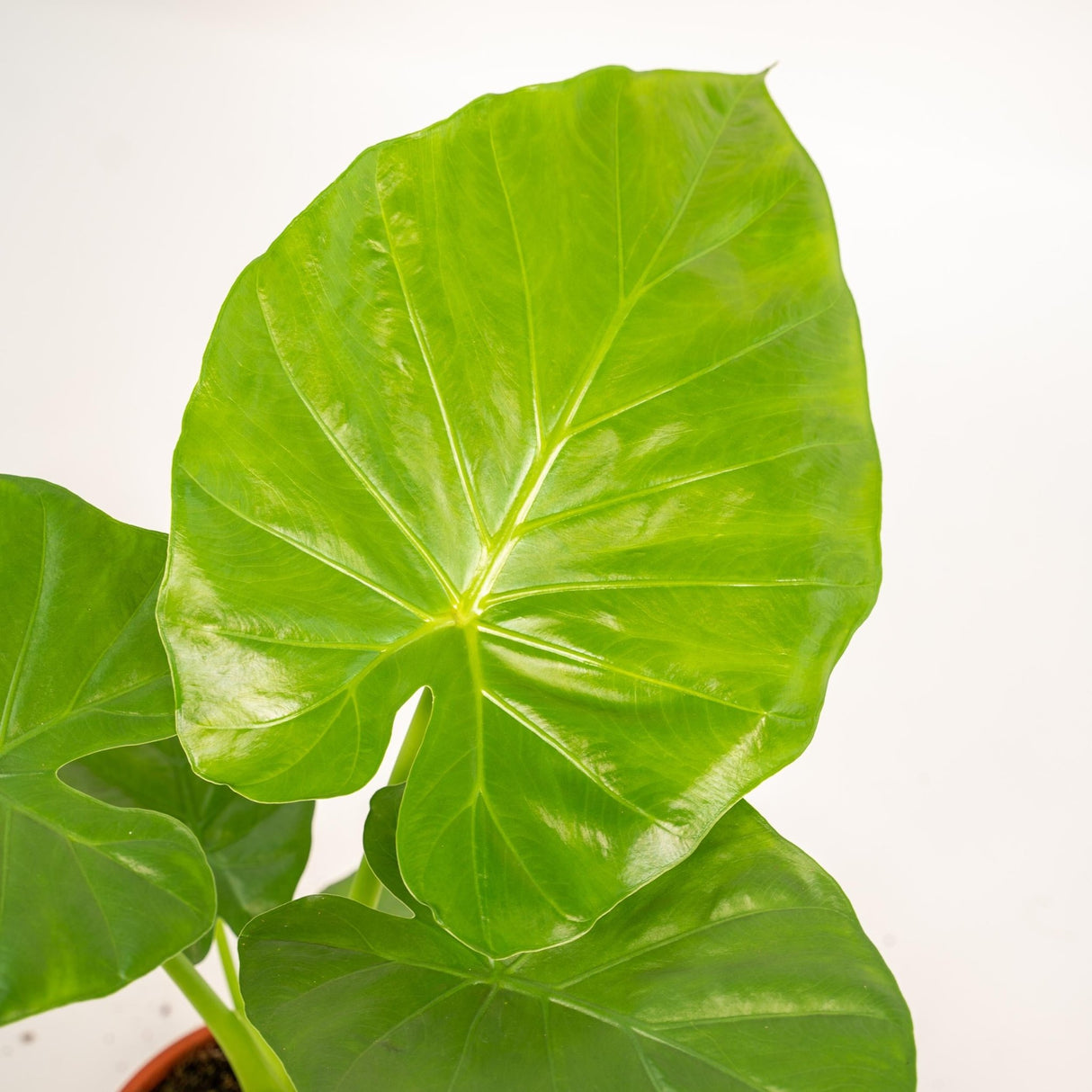 Livraison plante Alocasia Macrorrhiza