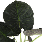 Livraison plante Alocasia Regal Shield et son pot