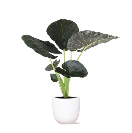 Livraison plante Alocasia Regal Shield et son pot