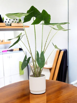 Livraison plante Alocasia Zebrina