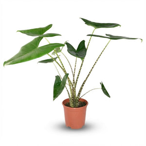 Livraison plante Alocasia Zebrina