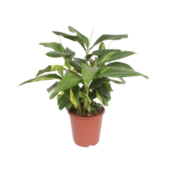 Livraison plante Alpinia Zerumbet 'Variegata'