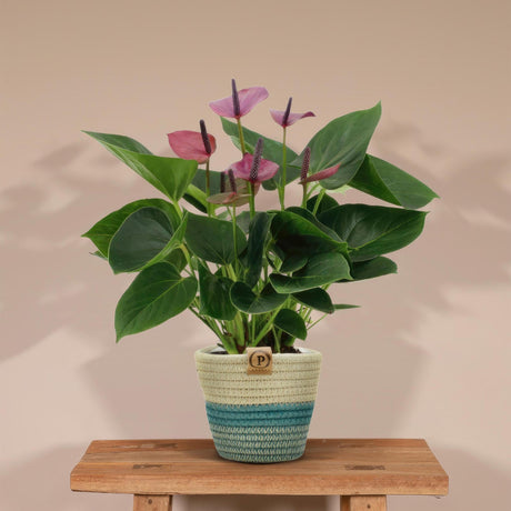 Livraison plante Anthurium andreanum Baby Purple + Pot