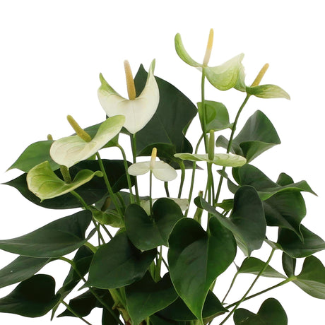 Livraison plante Anthurium andreanum Namora + Pot