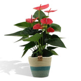 Livraison plante Anthurium andreanum Sweet Dream et son pot