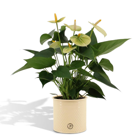 Livraison plante Anthurium andreanum Vanilla incl. PURE zink - 45cm - Ø12