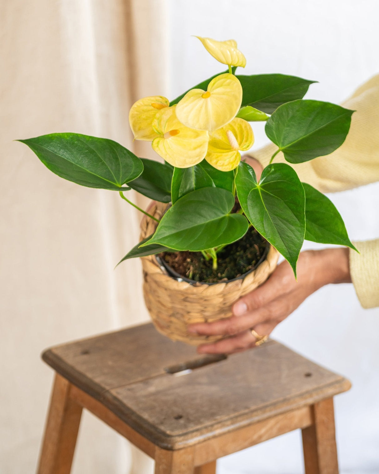 Livraison plante Anthurium citron