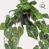 Livraison plante Anthurium Clarinerdium plante artificielle - h80cm, Ø18cm