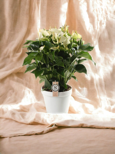 Livraison plante Anthurium fleuri blanc
