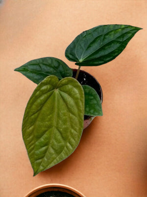 Livraison plante Anthurium Magnificum X Luxurians