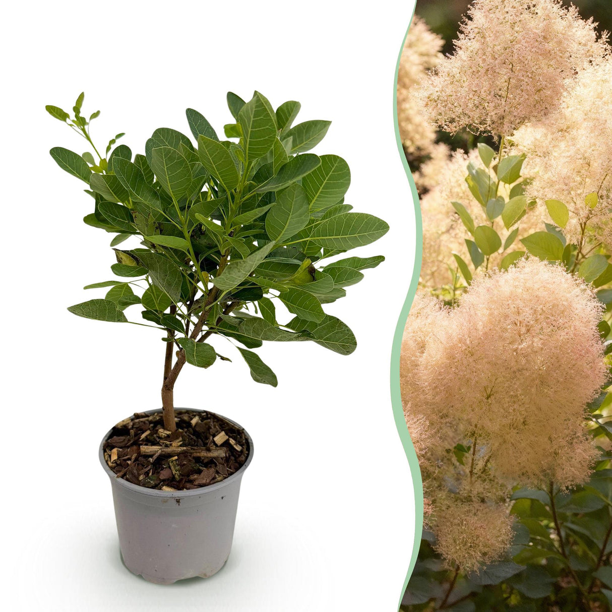 Livraison plante Arbre à perruque