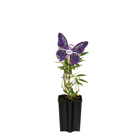 Livraison plante Arbre aux papillons violet d15cm h55cm