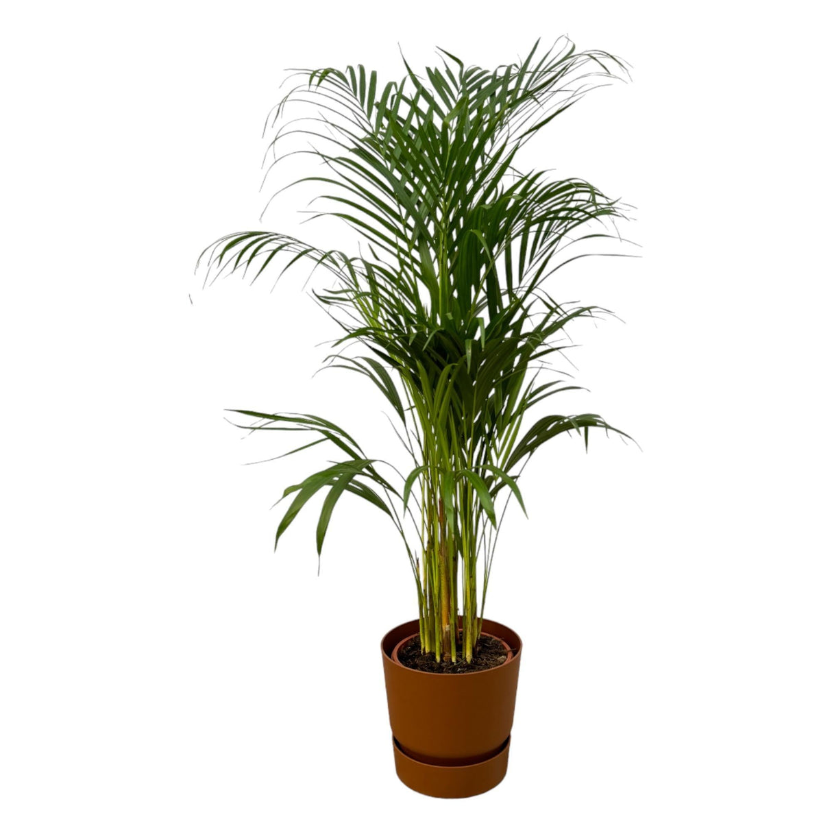 Livraison plante Areca palm - ↨110cm - Ø21cm Pot Elho marron inclus