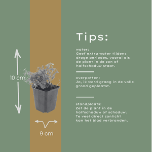 Livraison plante Aspérule odorante