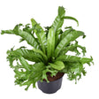 Livraison plante Asplenium 'Crissie'