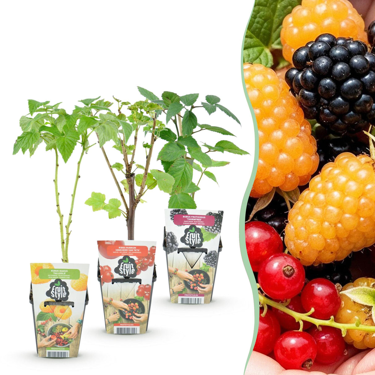 Livraison plante Assortiment fruitier – Lot de 3 – Pot 9 cm