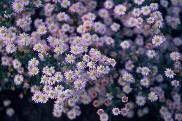 Livraison plante Aster des sorciers Stardust