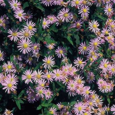 Japanische Aster (Aster ageratoides) 'Asran'