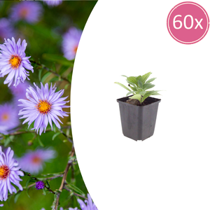 Livraison plante Aster frikarti