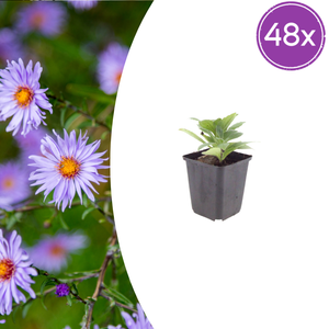 Livraison plante Aster frikarti