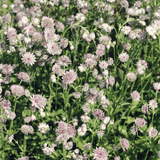 Livraison plante Astrance major