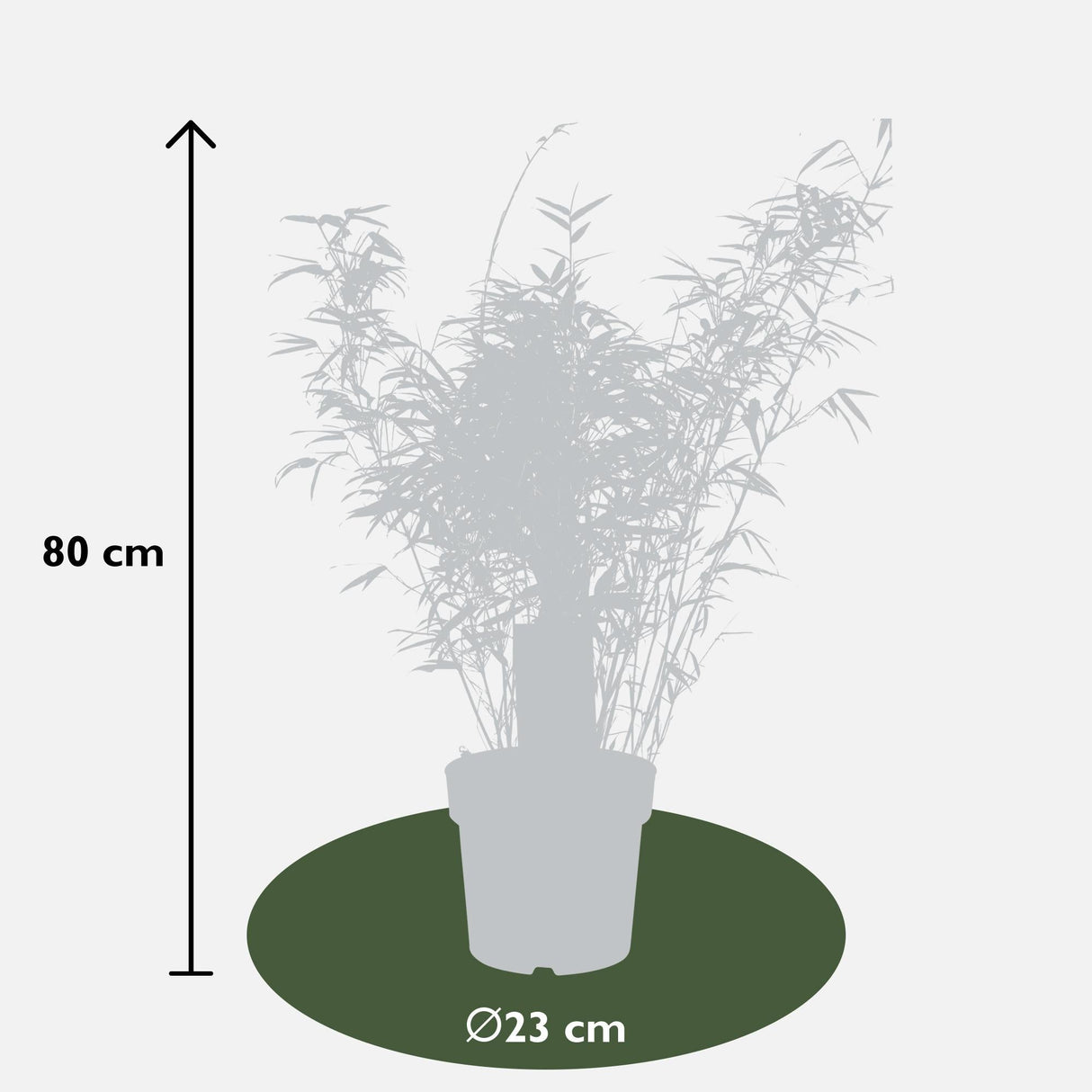 Livraison plante Bambou Fargesia Rufa - ↨80cm - Ø23 - plante d'extérieur