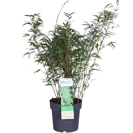 Livraison plante Bambou Fargesia Rufa - ↨80cm - Ø23 - plante d'extérieur