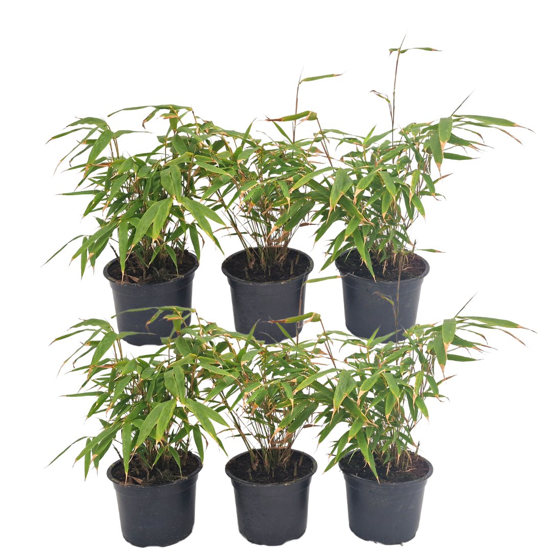 Livraison plante Bambou Fargesia Rufa - Lot de 6