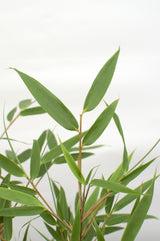 Livraison plante Bambou Rufa - Lot de 8