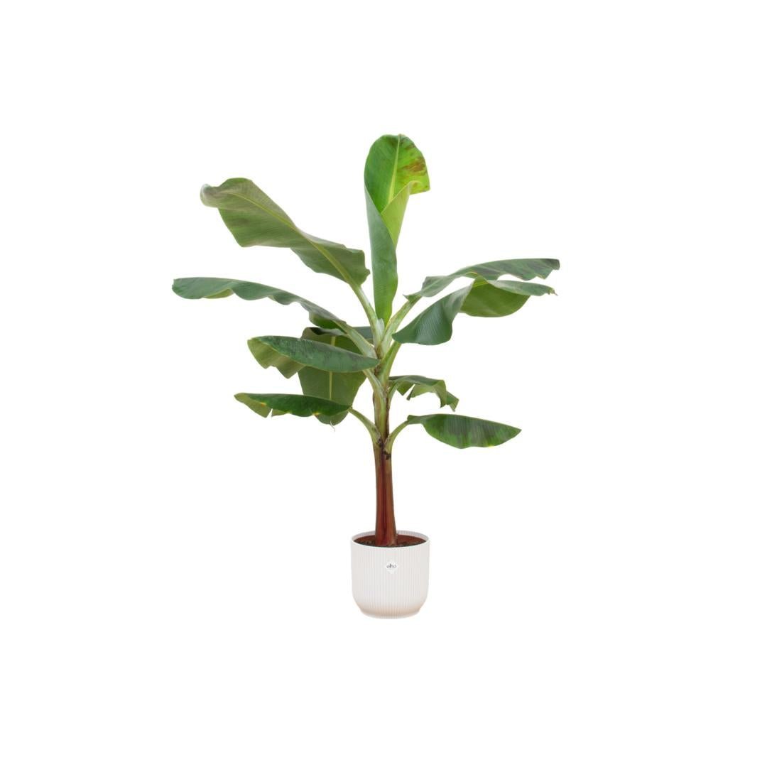 Livraison plante Bananier Musa 120cm et son pot