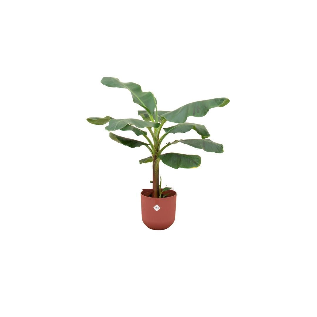 Livraison plante Bananier Musa 120cm et son pot