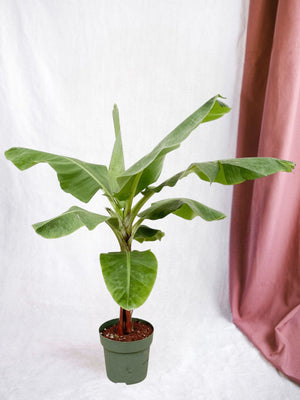 Bananen-Musa