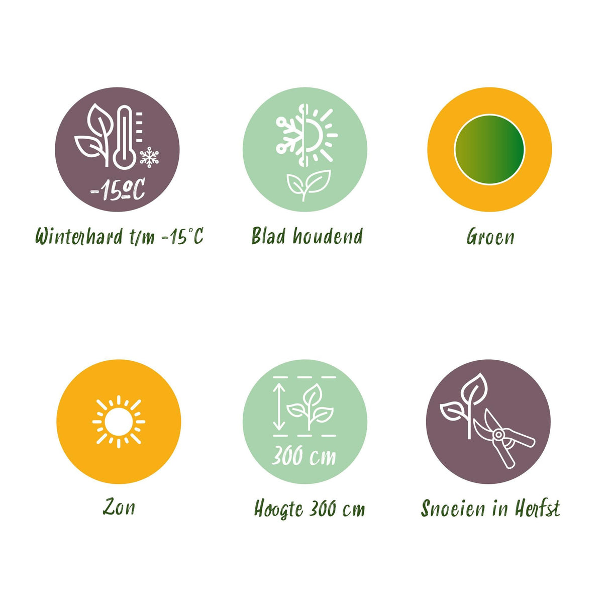 Livraison plante Bananier Musa basjoo – Lot de 2 – Pot 17 cm – Hauteur 40 cm