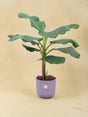 Livraison plante Bananier Musa et son pot elho Jazz lila Ø23 - 120 cm