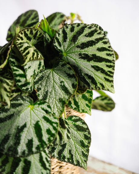 Livraison plante Begonia Silver bijoux