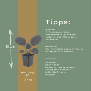 Livraison plante Bergénie à feuille charnue
