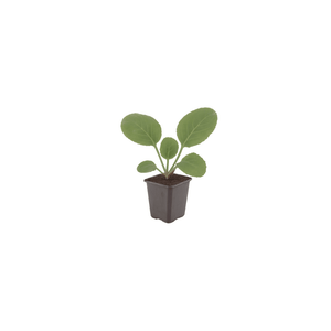 Livraison plante Bergénie à feuille charnue