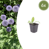 Livraison plante Boule azurée