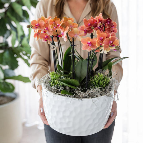 Livraison plante Bouquet Jungle Orange avec Orchidées et Rhipsalis en Bol Auto - arrosant