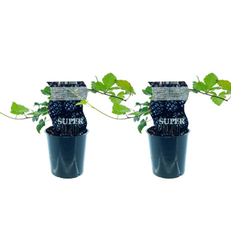 Livraison plante Box - 2 Mûres sans épine Rubus