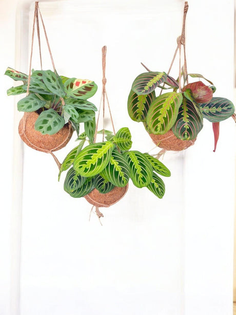 Livraison plante Box - 3 kokodama Maranta