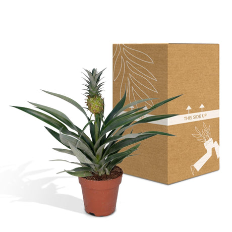 Livraison plante Bromelia Ananas