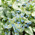 Kaukasisches Vergissmeinnicht (Brunnera macrophylla) 'Jack Frost'