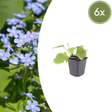 Livraison plante Brunnera macrophylla