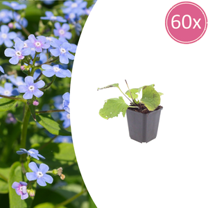 Livraison plante Brunnera macrophylla