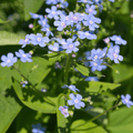 Kaukasusvergissmeinnicht (Brunnera macrophylla) ''