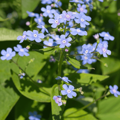 Kaukasusvergissmeinnicht (Brunnera macrophylla) ''